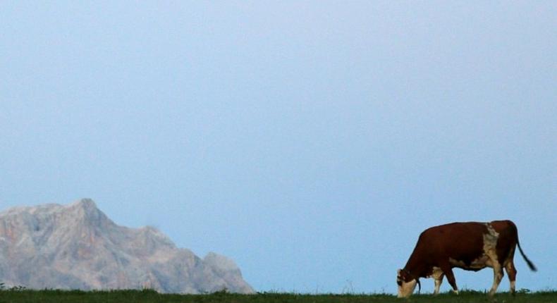 A cow grazes in a field near Salzburg, Austria