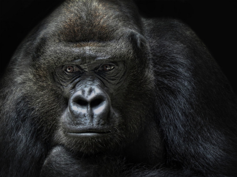 Szympansy przechodzą egzamin pozytywnie – wiedzą, że widzą w lustrze swoje odbicie. Ale goryle już tej świadomości nie mają.