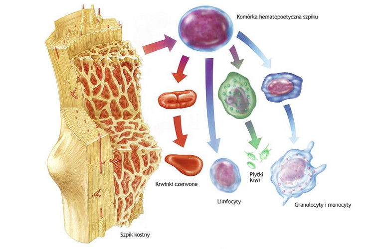 Szpik kostny