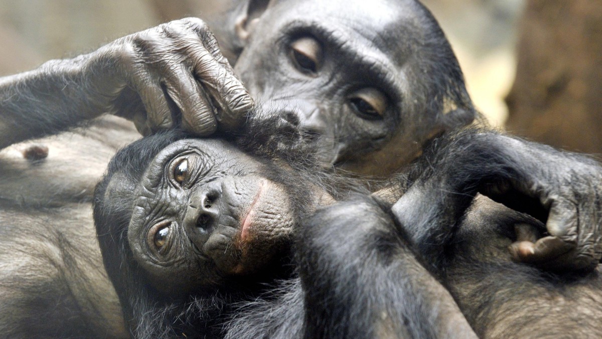 Bonobos grooming