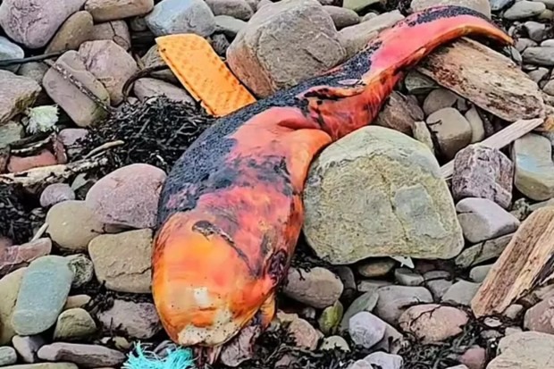 Tajomné oranžové stvorenie, ktoré sa objavilo na pláži.