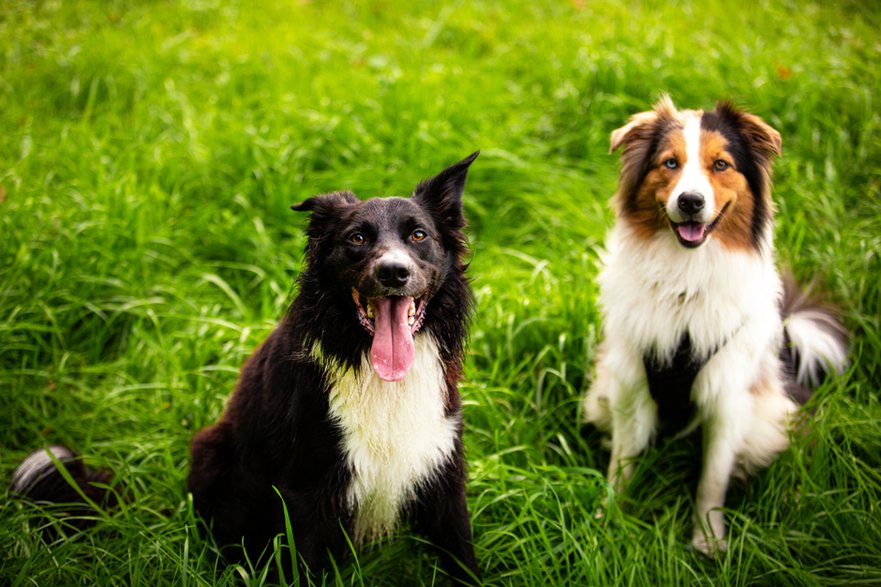 Border collie