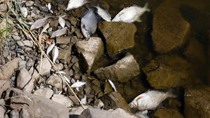 "Solanka amoniakalna". W rzece w Saksonii ryby umierają w męczarniach 