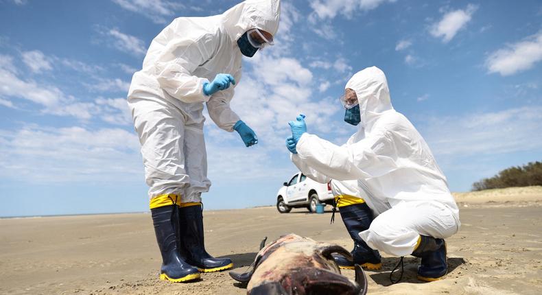 Scientists collect organic material from a dead porpoise on the coast of the Atlantic Ocean, during a bird flu outbreak in So Jos do Norte, Brazil.Diego Vara/Reuters