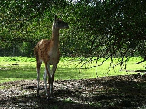 Galeria Argentyna - Delta rzek Parany i Urugwaju, fauna, obrazek 16