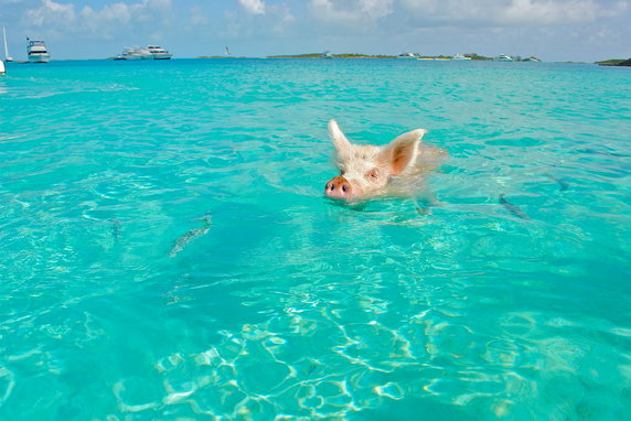 Bahamy słyną też ze znanych na Karaibach pływających świń.
