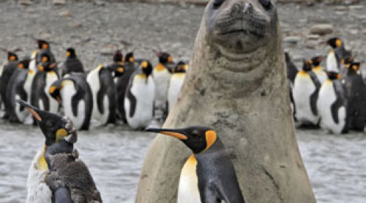 Pingvinek között pózolt a fókagyerek