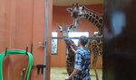 Tak masują żyrafy w zoo