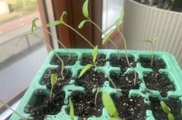 jak uratować wybujałe sadzonki pomidorów? tak sadź długie łodygi, żeby zbudowały potężny system korzeniowy jak sadzić wybujałe pomidory? jak sadzić wybiegnięte pomidory