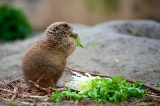 Polski leming przypomina bardziej Rosjanina niż Francuza