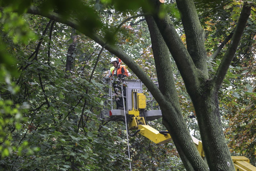 Wycinka drzew na Plantach w Krakowie 