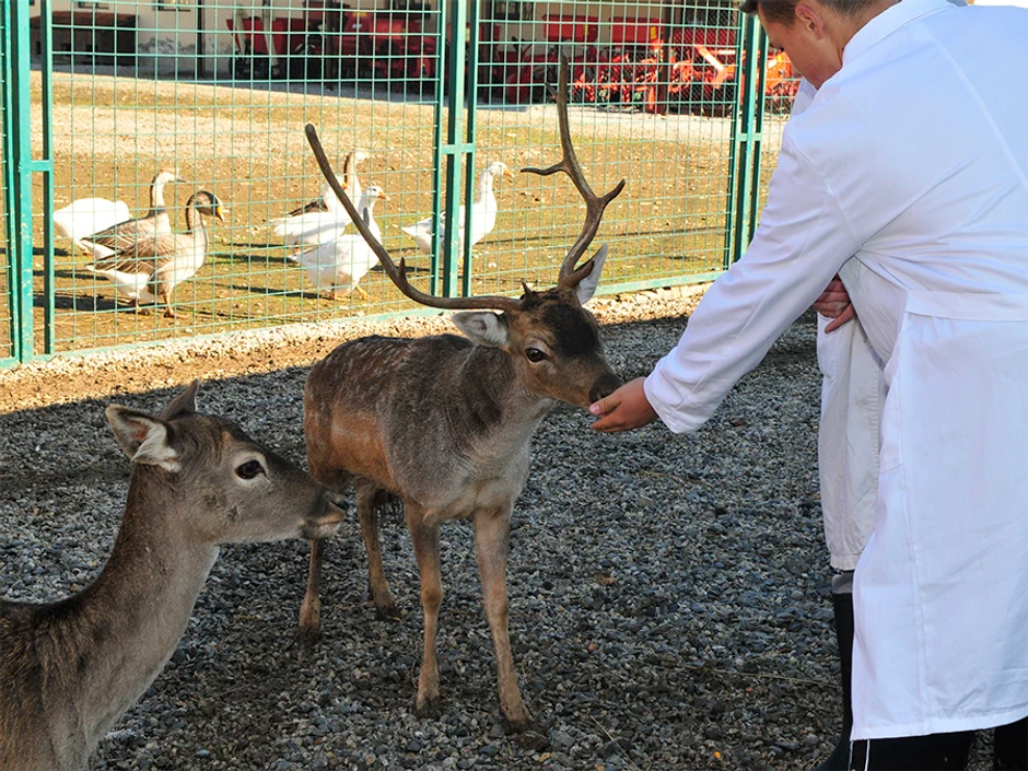 Mini Zoo vrt u sastavu škole postoji od 2014. godine