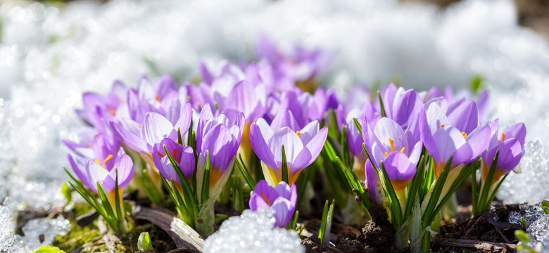 Kiedy skończą się mrozy w Polsce 2026? Kiedy ocieplenie? Pogoda długoterminowa IMGW