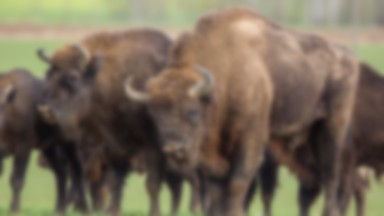 Żubry na polskich drogach. “Bądźcie czujni, ostrożni i... noga z gazu”