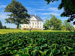 Rośliny do cienia: TOP 5 roślin okrywowych