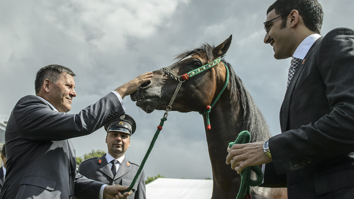 9-letnia siwa klacz Pepita ze stadniny w Janowie Podlaskim (Lubelskie) została uznana w niedzielę za najlepszego konia 36. Narodowego Pokazu Koni Arabskich Czystej Krwi. Zdobyła też tytuł czempionki klaczy starszych.