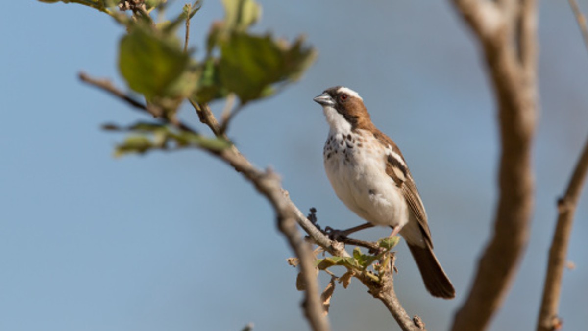 Aż 22 miliony ptaków rocznie ginie w zderzeniu z oknami kanadyjskich domów - wynika z badań, o których informuje pismo "Wildlife Research".