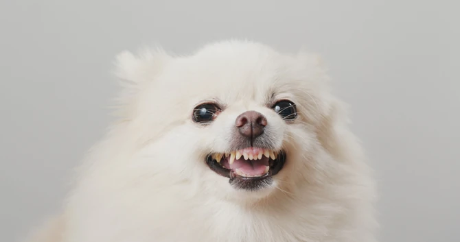 Ljut može da bude i mali pas, nemojte da vas njegova slatkoća zavara