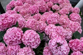 Vodič za orezivanje hortenzija: Ovo je pravo vreme, a evo kako i zašto to treba da uradite