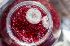 Evo šta da radite kada se BUĐ POJAVI NA DŽEMU: Mnogi se pitaju da li da BACE TEGLU, a ovo je jedini tačan odgovor!