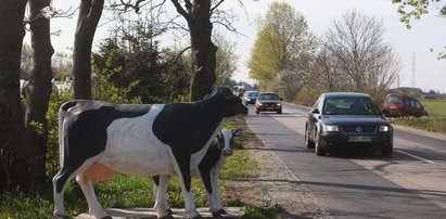 Ta krowa każe zwalniać!