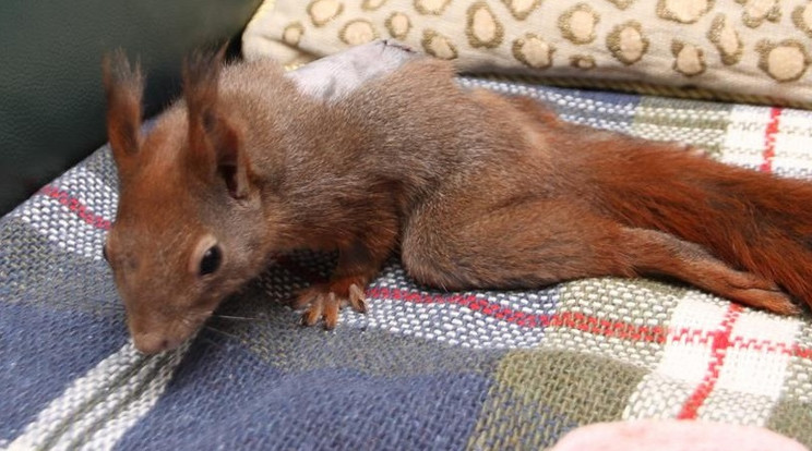 A mókus sebe körül még mindig nem nőtt ki a szőr,
de a varratok már nem zavarják a kis beteget /Fotó: Gy. Balázs Béla