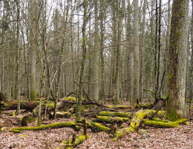 Puszcza Białowieska