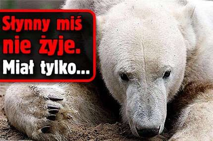 Słynny miś nie żyje. Miał tylko...