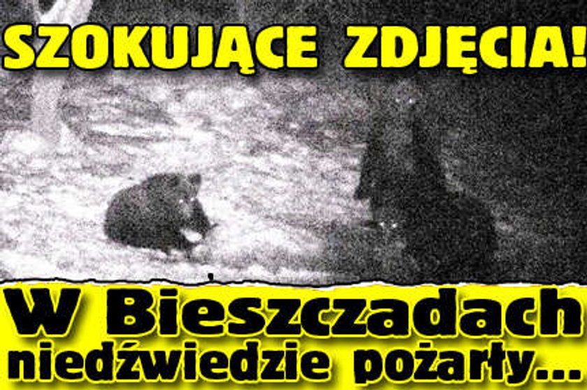 Szokujące zdjęcia: Niedźwiedzie pożarły...