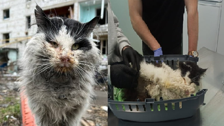 W Borodziance spod gruzów uratowano kota 