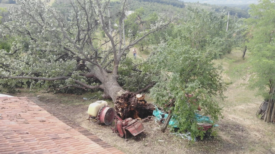 Voćari su za 20 minuta ostali bez celog roda