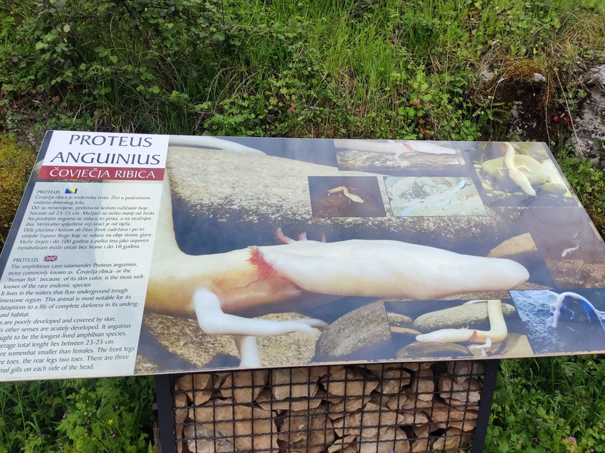 Pećina je poznata i kao jedno od najvećih staništa čuvenog vodozemca čovečije ribice