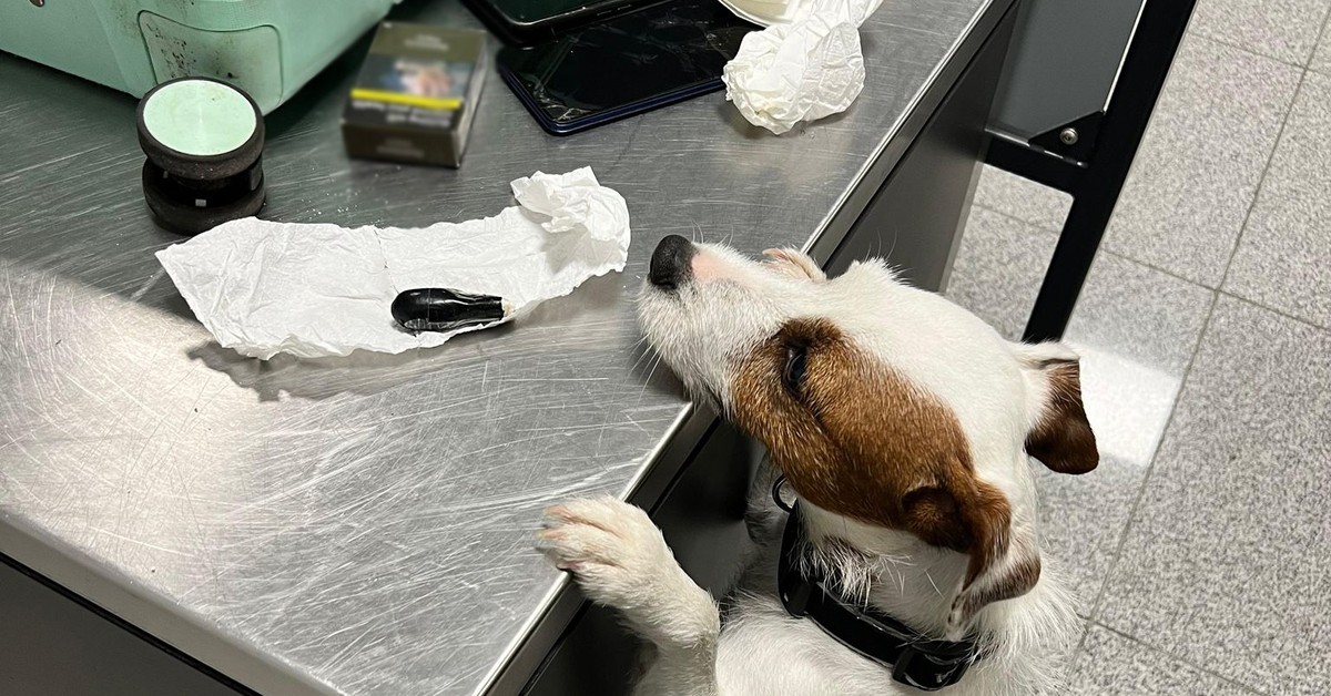 KAS zatrzymała 89 kapsułek z kokainą. Podróżny przemycał je w ciele