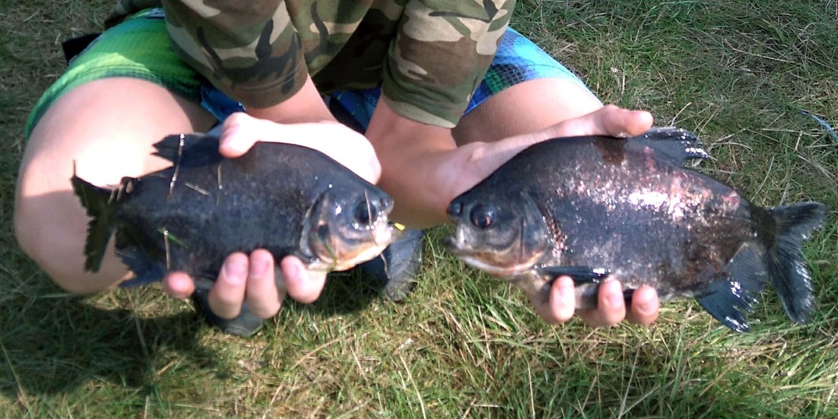 Groza! Piranie wyłowione w Warcie