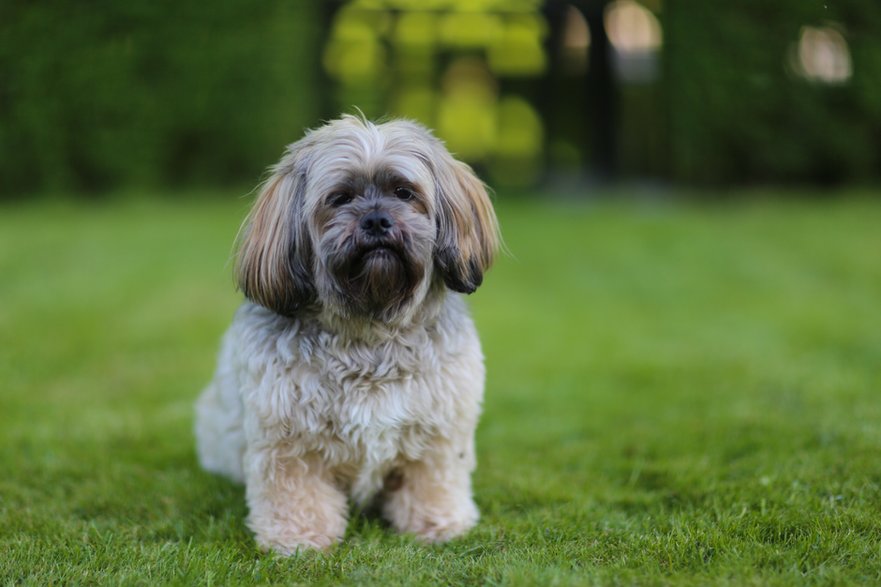 Lhasa apso to pies podobny z wyglądu do shih tzu - Mikkel Bigandt/stock.adobe.com