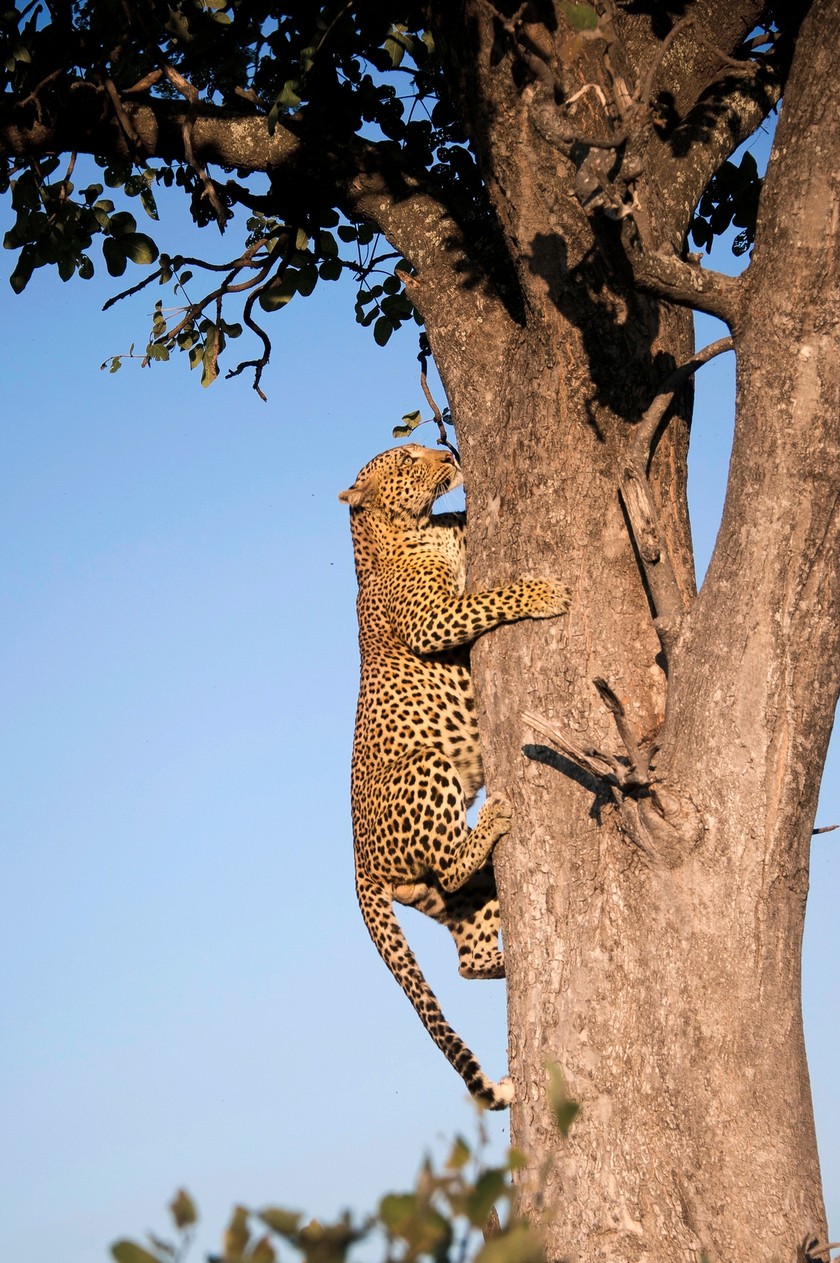 Glücksmoment: Leoparden sind notorisch scheu. Wer einen zu sehen bekommt, darf sich glücklich schätzen.