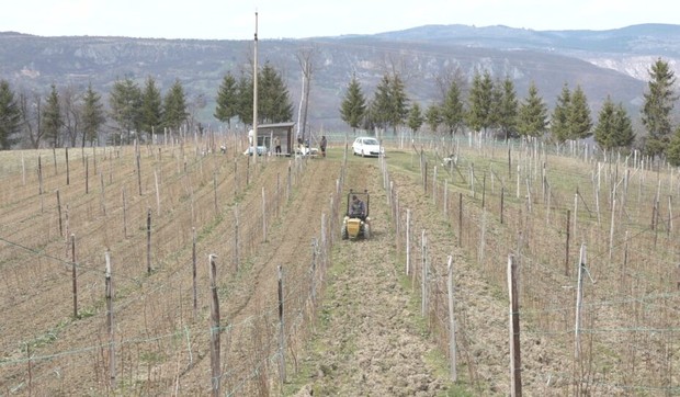 Uzgaja crveno zlato na površini od preko hektara