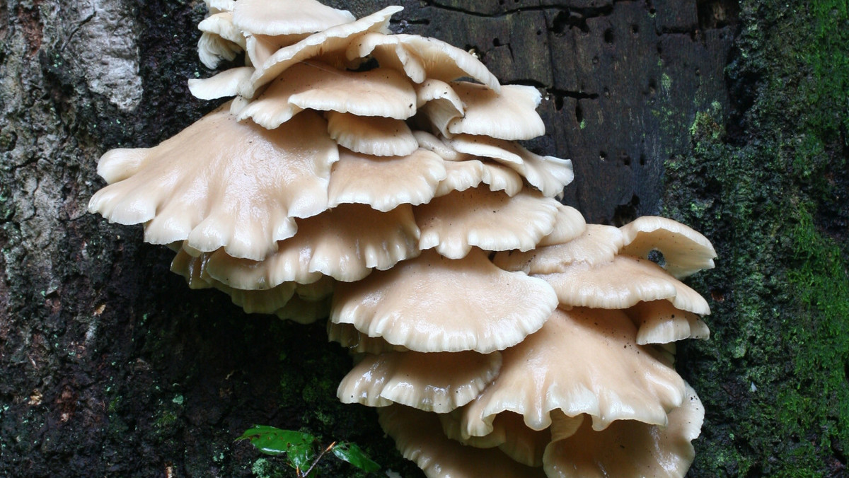 Jadalne grzyby rosnące na drzewach. Jakie wartości odżywcze ma boczniak?