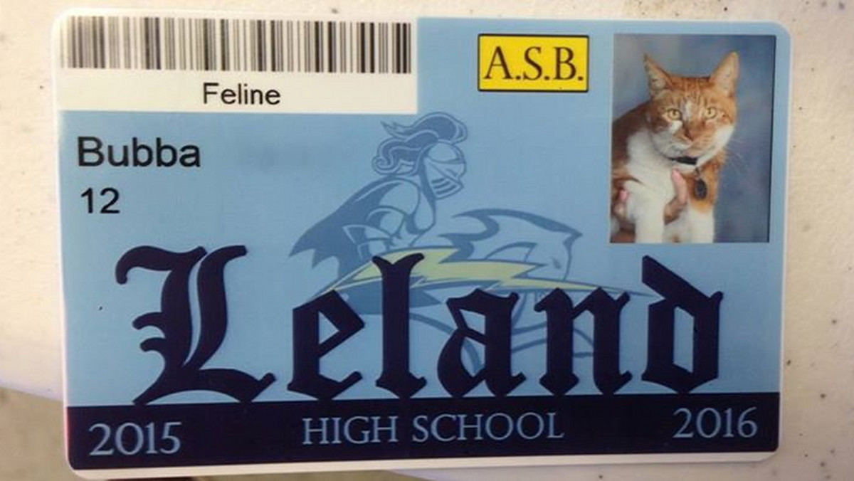 Bubba to kot, zaadoptowany przez jedną z kalifornijskich rodzin. Nie byłoby w nim nic specjalnego, gdyby nie fakt, że Bubba uczęszcza do liceum. Ma nawet własny identyfikator.