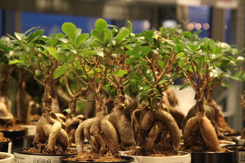 Koren mandragore podseća na ljudsko telo