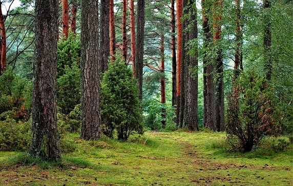 Lasy Państwowe wyznaczą kilkaset stref, w których będzie można rozbić namiot