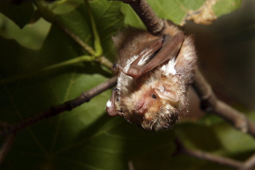 Kosmatnik rdzawy, dawniej: mroczek rudy (Lasiurus borealis)