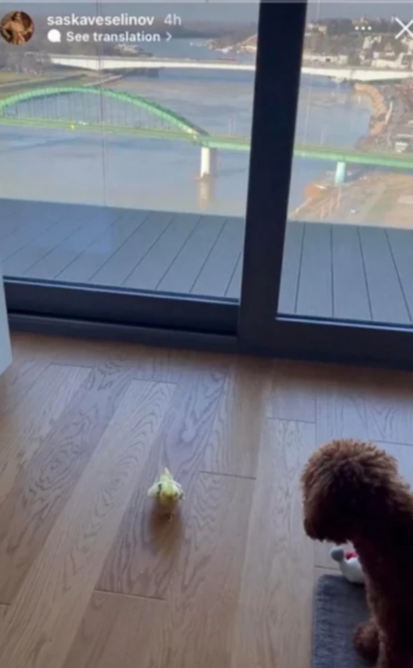 Stan Đoleta i Saške