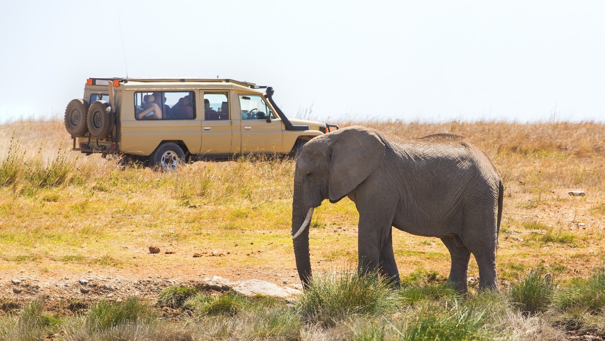 Uber wprowadza nową usługę. Zabierze klientów na safari