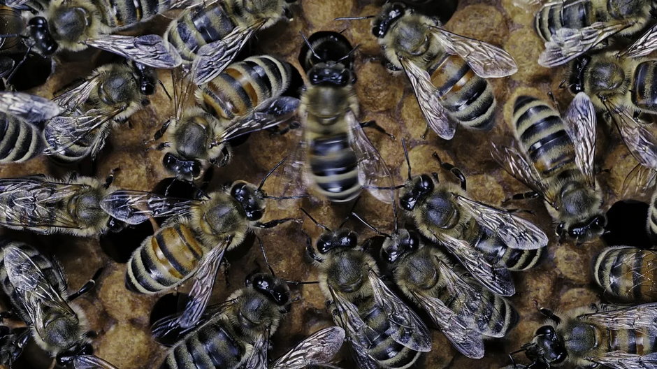 Tańce pszczół to forma komunikacji, która pozwala określić położenie nektaru względem ula, fot. Getty Images