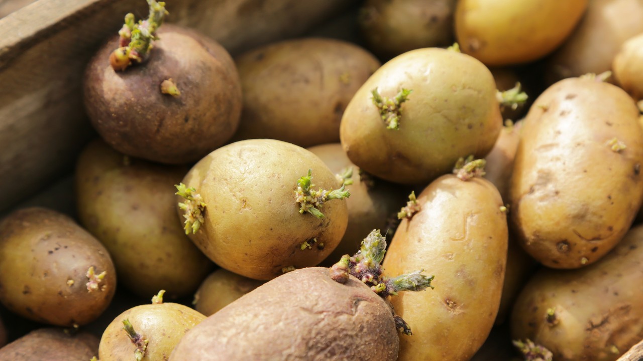 Rosja cierpi na niedobór ziemniaków. Zwróciła się o pomoc do sąsiada. "Drugi chleb"