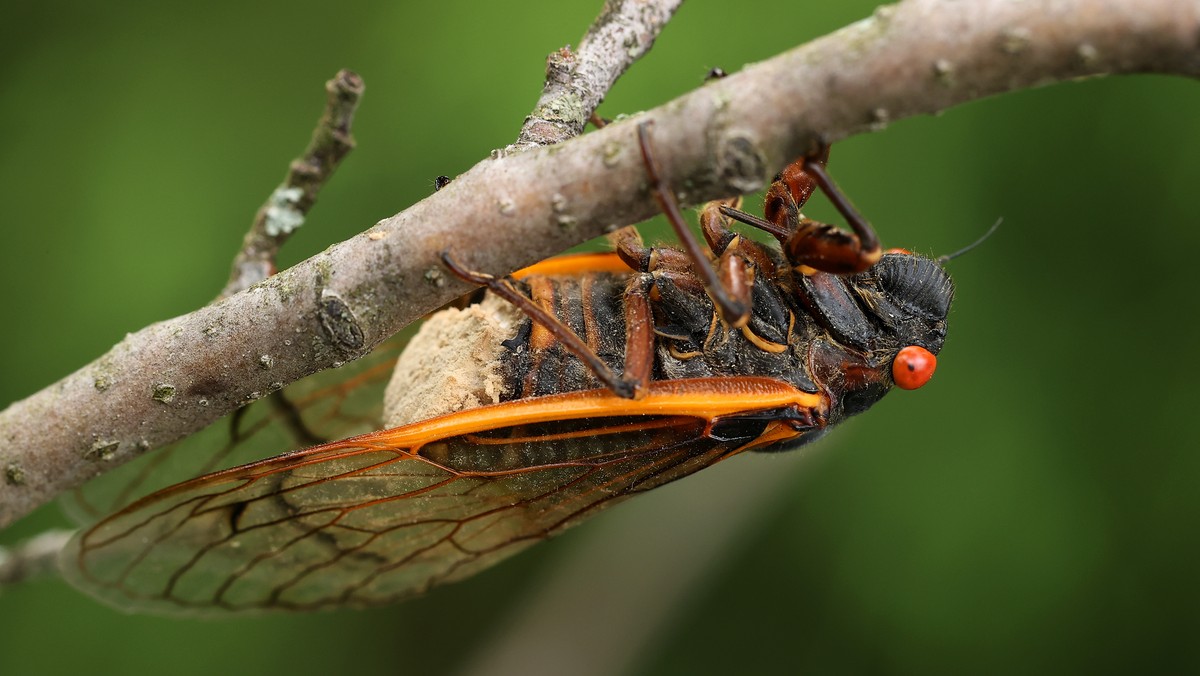 USA: Zaczęła się inwazja cykad Brood X. Są już pierwsze nagrania