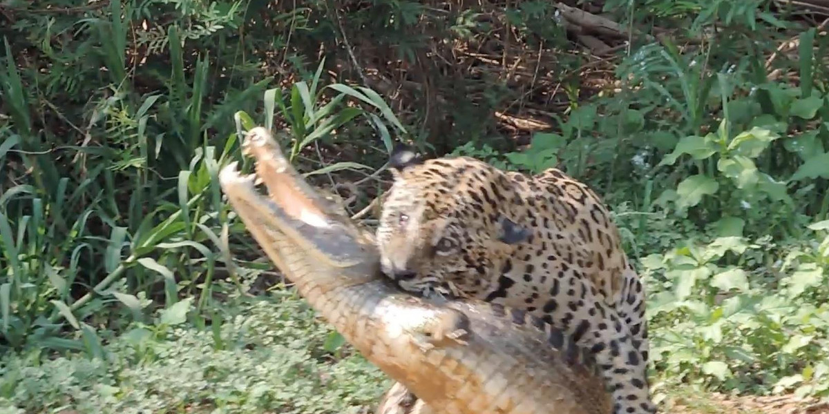 Jaguar upolował krokodyla