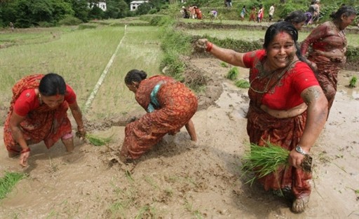 NEPAL - ECONOMY - AGRICULTURE