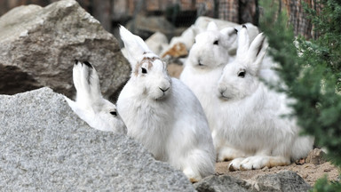 Wrocław: w zoo hodowane są zagrożone wyginięciem zające bielaki